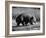 Wombat Walking on a Log-John Dominis-Framed Photographic Print