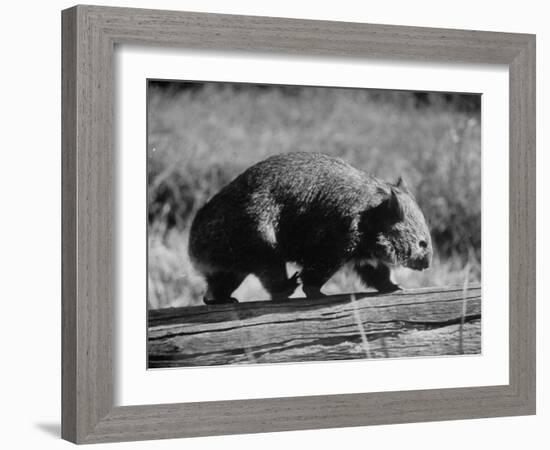 Wombat Walking on a Log-John Dominis-Framed Photographic Print