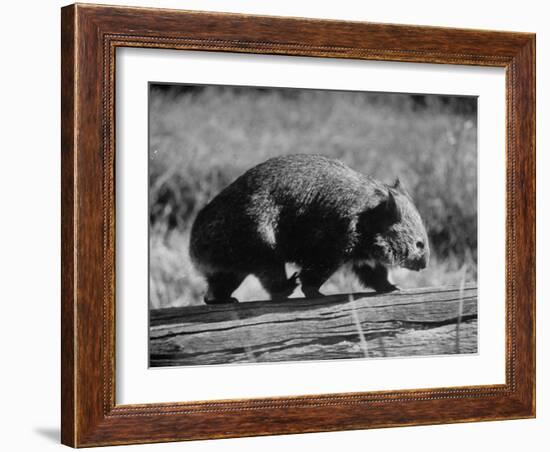 Wombat Walking on a Log-John Dominis-Framed Photographic Print