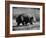 Wombat Walking on a Log-John Dominis-Framed Photographic Print