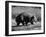 Wombat Walking on a Log-John Dominis-Framed Photographic Print