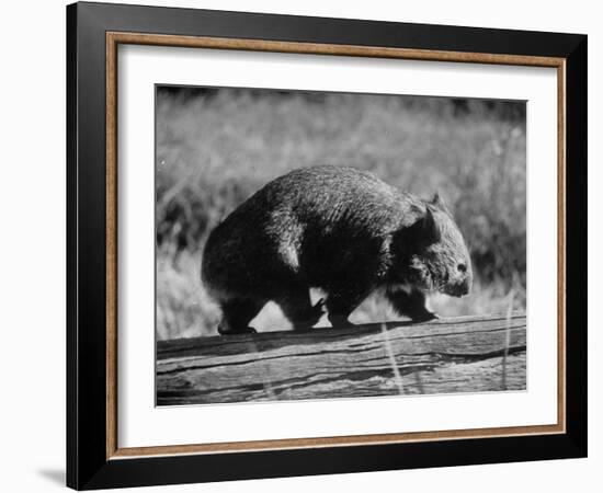 Wombat Walking on a Log-John Dominis-Framed Photographic Print