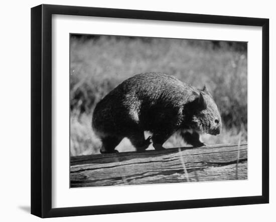 Wombat Walking on a Log-John Dominis-Framed Photographic Print