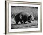 Wombat Walking on a Log-John Dominis-Framed Photographic Print
