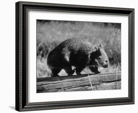 Wombat Walking on a Log-John Dominis-Framed Photographic Print