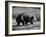 Wombat Walking on a Log-John Dominis-Framed Photographic Print