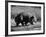 Wombat Walking on a Log-John Dominis-Framed Photographic Print