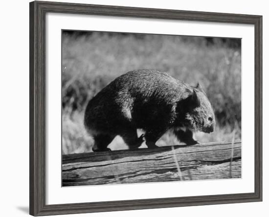 Wombat Walking on a Log-John Dominis-Framed Photographic Print