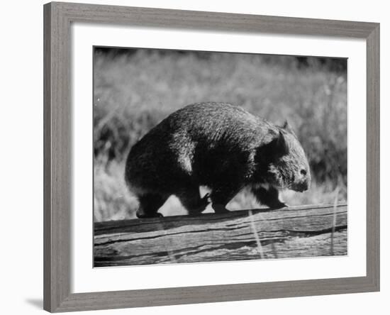 Wombat Walking on a Log-John Dominis-Framed Photographic Print