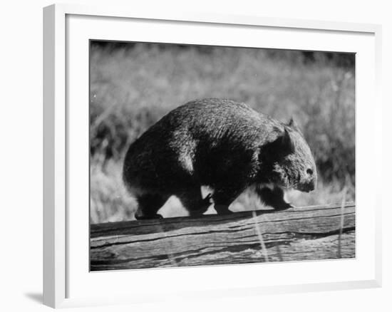 Wombat Walking on a Log-John Dominis-Framed Photographic Print