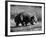 Wombat Walking on a Log-John Dominis-Framed Photographic Print