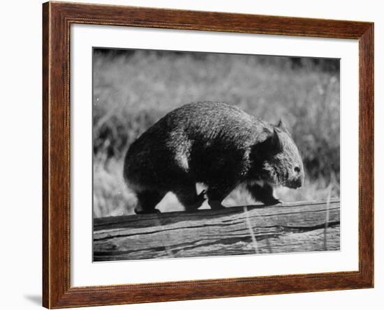 Wombat Walking on a Log-John Dominis-Framed Photographic Print