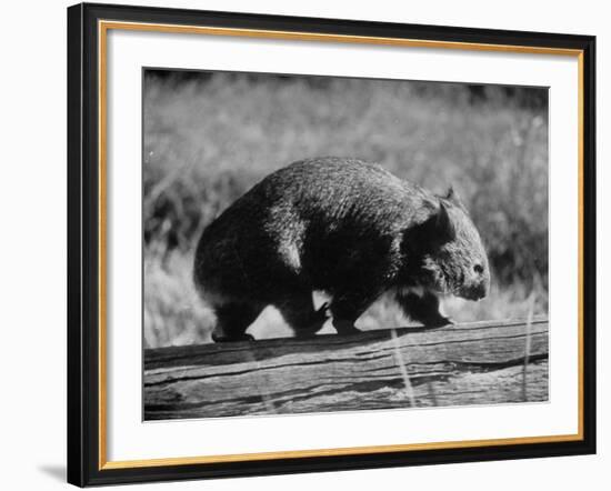 Wombat Walking on a Log-John Dominis-Framed Photographic Print