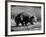 Wombat Walking on a Log-John Dominis-Framed Photographic Print