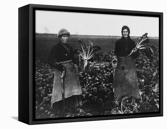 Women Beet Pulling for the War Effort During World War I-Robert Hunt-Framed Premier Image Canvas