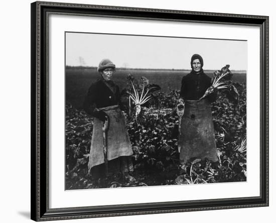 Women Beet Pulling for the War Effort During World War I-Robert Hunt-Framed Photographic Print