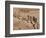 Women on Their Way to Washplace in the River Niger, Mali, Africa-Jack Jackson-Framed Photographic Print