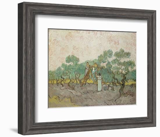 Women Picking Olives, 1889-Vincent van Gogh-Framed Giclee Print