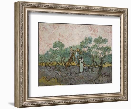 Women Picking Olives-Vincent van Gogh-Framed Art Print