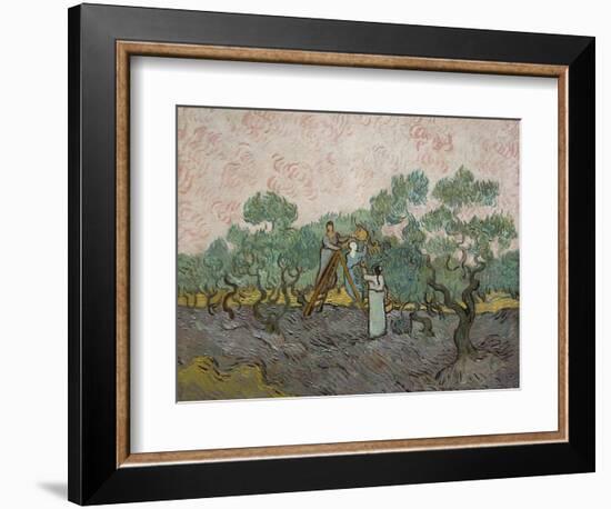 Women Picking Olives-Vincent van Gogh-Framed Art Print