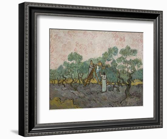 Women Picking Olives-Vincent van Gogh-Framed Art Print