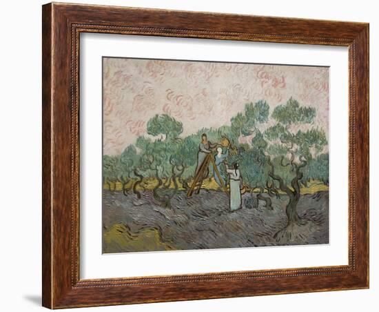Women Picking Olives-Vincent van Gogh-Framed Art Print