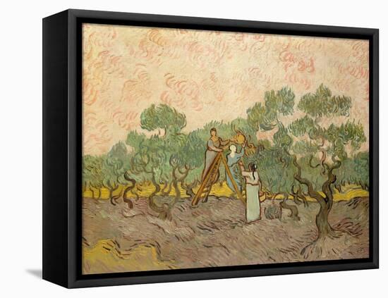 Women Picking Olives-Vincent van Gogh-Framed Premier Image Canvas