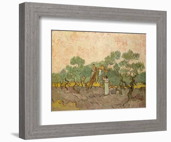 Women Picking Olives-Vincent van Gogh-Framed Giclee Print