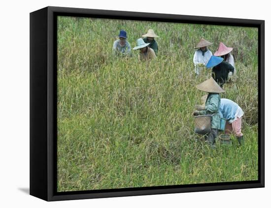 Women Picking Rice, Serian, Sarawak, Malaysian Borneo, Malaysia, Southeast Asia, Asia-Annie Owen-Framed Premier Image Canvas