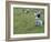 Women Picking Rice, Serian, Sarawak, Malaysian Borneo, Malaysia, Southeast Asia, Asia-Annie Owen-Framed Photographic Print