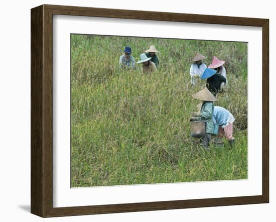 Women Picking Rice, Serian, Sarawak, Malaysian Borneo, Malaysia, Southeast Asia, Asia-Annie Owen-Framed Photographic Print