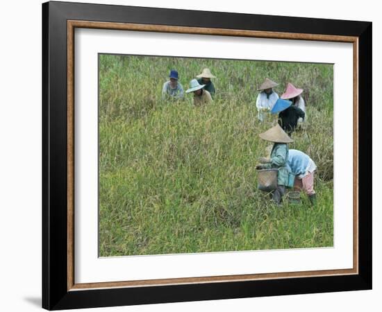 Women Picking Rice, Serian, Sarawak, Malaysian Borneo, Malaysia, Southeast Asia, Asia-Annie Owen-Framed Photographic Print