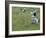 Women Picking Rice, Serian, Sarawak, Malaysian Borneo, Malaysia, Southeast Asia, Asia-Annie Owen-Framed Photographic Print