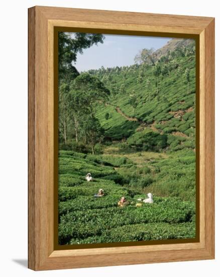 Women Picking Tea in a Tea Plantation, Munnar, Western Ghats, Kerala State, India, Asia-Gavin Hellier-Framed Premier Image Canvas