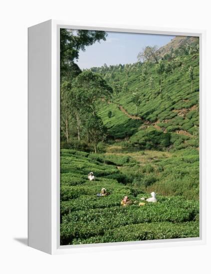 Women Picking Tea in a Tea Plantation, Munnar, Western Ghats, Kerala State, India, Asia-Gavin Hellier-Framed Premier Image Canvas