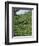 Women Picking Tea in a Tea Plantation, Munnar, Western Ghats, Kerala State, India, Asia-Gavin Hellier-Framed Photographic Print