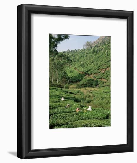 Women Picking Tea in a Tea Plantation, Munnar, Western Ghats, Kerala State, India, Asia-Gavin Hellier-Framed Photographic Print