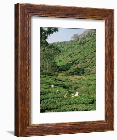 Women Picking Tea in a Tea Plantation, Munnar, Western Ghats, Kerala State, India, Asia-Gavin Hellier-Framed Photographic Print