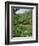 Women Picking Tea in a Tea Plantation, Munnar, Western Ghats, Kerala State, India, Asia-Gavin Hellier-Framed Photographic Print