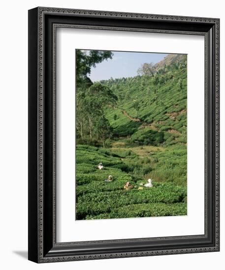 Women Picking Tea in a Tea Plantation, Munnar, Western Ghats, Kerala State, India, Asia-Gavin Hellier-Framed Photographic Print