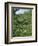 Women Picking Tea in a Tea Plantation, Munnar, Western Ghats, Kerala State, India, Asia-Gavin Hellier-Framed Photographic Print