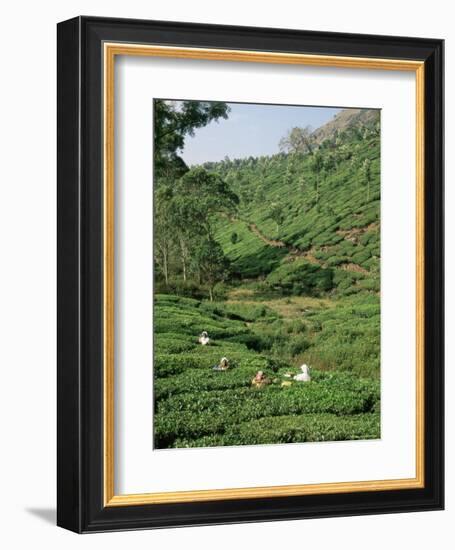 Women Picking Tea in a Tea Plantation, Munnar, Western Ghats, Kerala State, India, Asia-Gavin Hellier-Framed Photographic Print