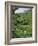 Women Picking Tea in a Tea Plantation, Munnar, Western Ghats, Kerala State, India, Asia-Gavin Hellier-Framed Photographic Print