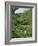 Women Picking Tea in a Tea Plantation, Munnar, Western Ghats, Kerala State, India, Asia-Gavin Hellier-Framed Photographic Print