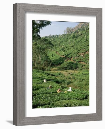 Women Picking Tea in a Tea Plantation, Munnar, Western Ghats, Kerala State, India, Asia-Gavin Hellier-Framed Photographic Print