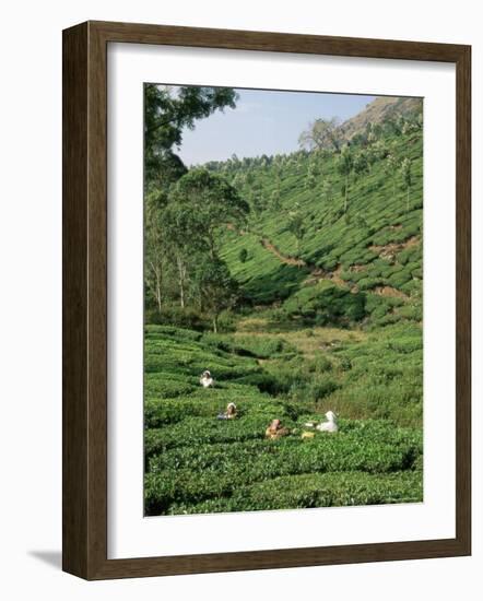 Women Picking Tea in a Tea Plantation, Munnar, Western Ghats, Kerala State, India, Asia-Gavin Hellier-Framed Photographic Print