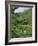 Women Picking Tea in a Tea Plantation, Munnar, Western Ghats, Kerala State, India, Asia-Gavin Hellier-Framed Photographic Print