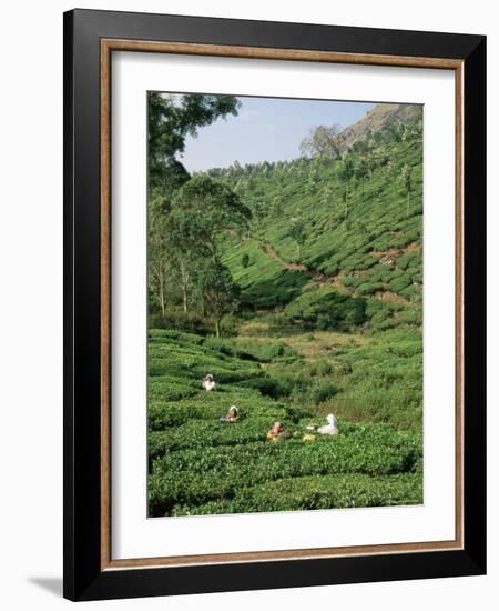 Women Picking Tea in a Tea Plantation, Munnar, Western Ghats, Kerala State, India, Asia-Gavin Hellier-Framed Photographic Print