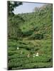 Women Picking Tea in a Tea Plantation, Munnar, Western Ghats, Kerala State, India, Asia-Gavin Hellier-Mounted Photographic Print