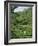 Women Picking Tea in a Tea Plantation, Munnar, Western Ghats, Kerala State, India, Asia-Gavin Hellier-Framed Photographic Print